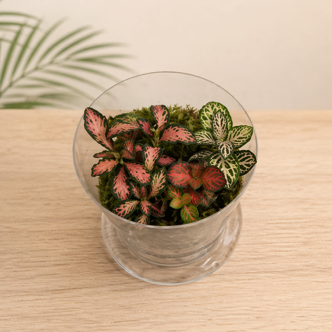Glass cloche terrarium with pink Fittonia plant on light oak surface