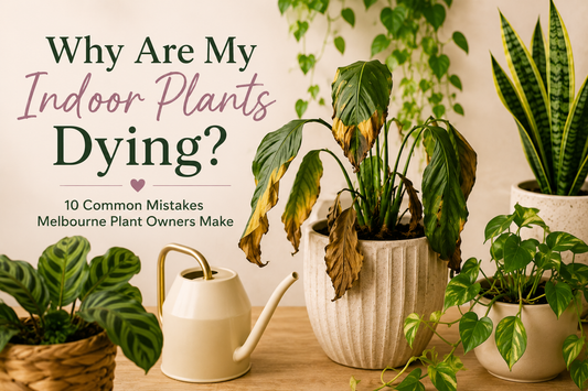 Indoor plant care blog banner featuring healthy and struggling houseplants on a light oak table with neutral décor, highlighting common indoor plant mistakes in Melbourne homes.