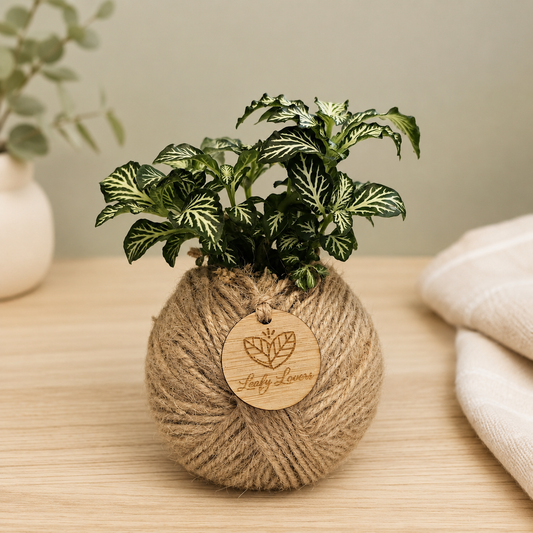 Handcrafted Fittonia kokedama ball wrapped in natural jute with green and cream variegated foliage, displayed in a neutral styled indoor setting.