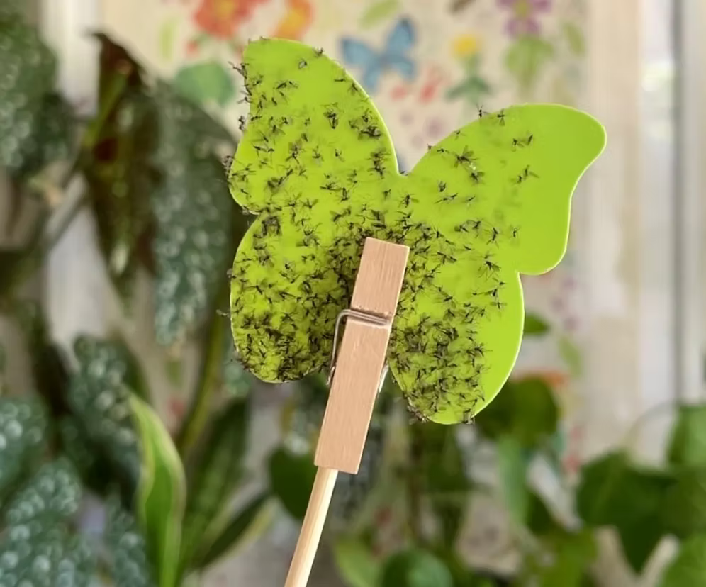 10 x UBloomd Green Sticky Pest Traps