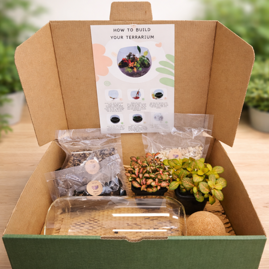 DIY terrarium kit with glass cylinder cork lid plants and materials on light oak background