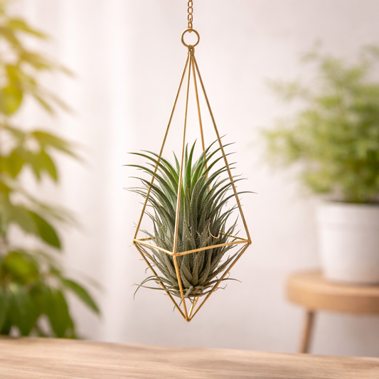 Geometric air plant hanger with air plant modern metal tillandsia holder indoor decor