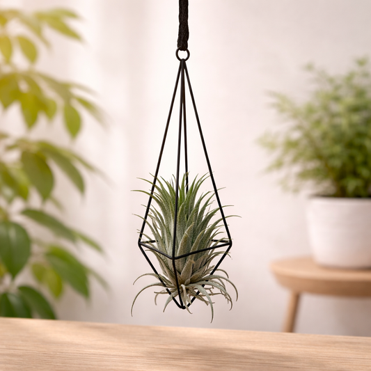 geometric air plant hanger with air plant modern gold metal tillandsia holder indoor decor