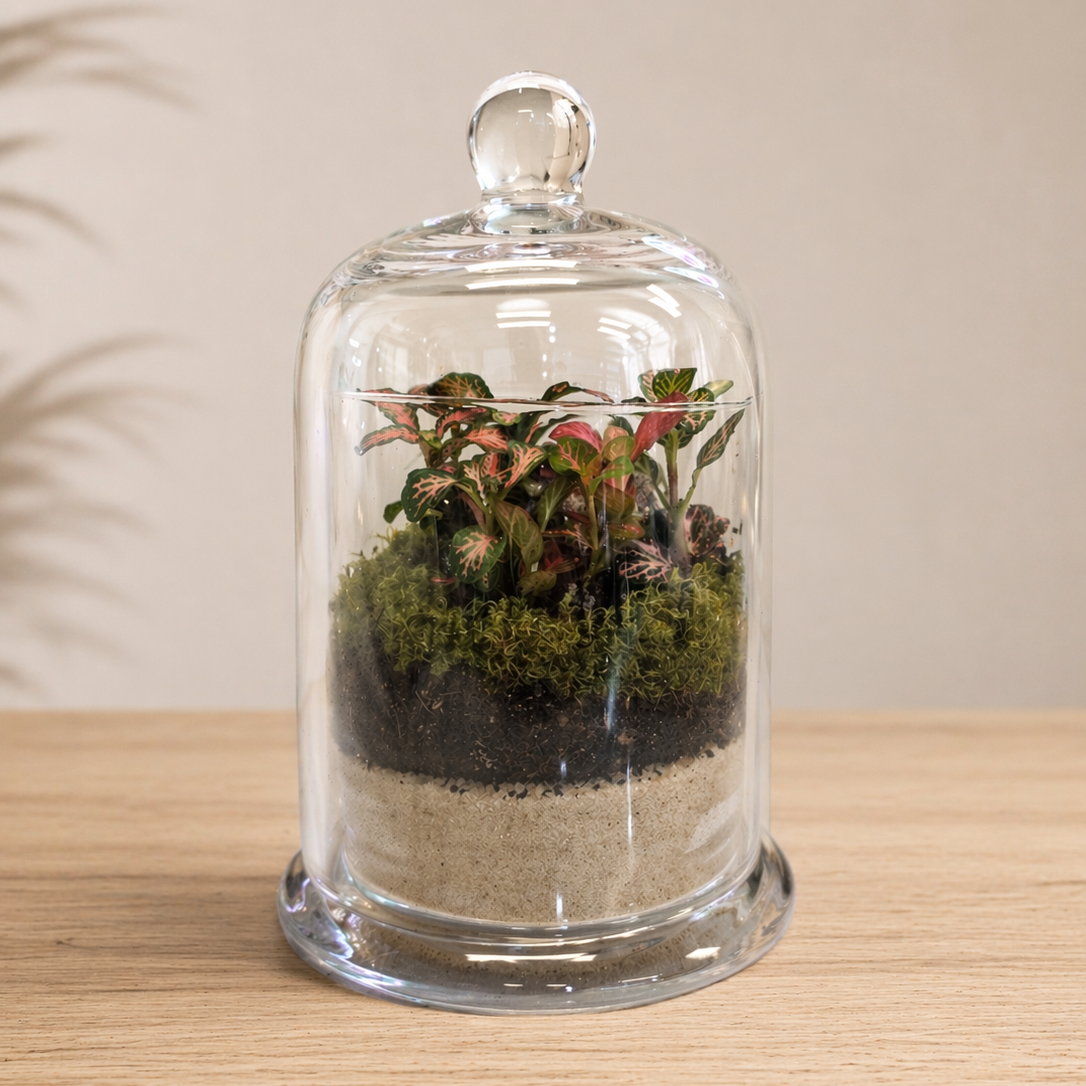 Glass cloche terrarium with pink Fittonia plant on light oak surface