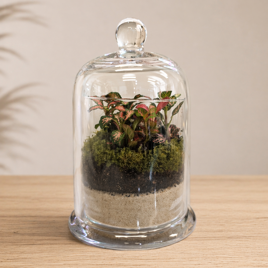 Glass cloche terrarium with pink Fittonia plant on light oak surface