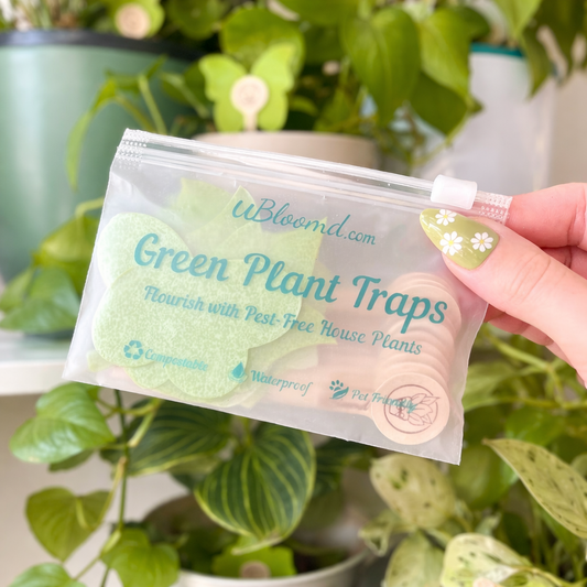 10 x UBloomd Green Sticky Pest Traps